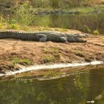 കുടുംബ വഴക്ക്; ഊമയായ കുട്ടിയെ മുതലയുള്ള പുഴയിലേക്ക് അമ്മ തള്ളിയിട്ടു