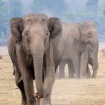 കർണാടകയിൽ ആനകളുടെ കണക്കെടുപ്പ് 23ന് ആരംഭിക്കും