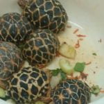 നക്ഷത്ര ആമകളെ കൈവശം വെച്ച രണ്ട് പേർ അറസ്റ്റിൽ