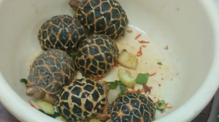 നക്ഷത്ര ആമകളെ കൈവശം വെച്ച രണ്ട് പേർ അറസ്റ്റിൽ