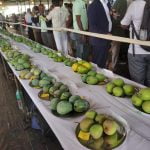 മാമ്പഴ, ചക്കപ്പഴ മേളയ്ക്ക് ഇന്ന് തുടക്കം