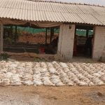 കൊടുംചൂട്; രണ്ടായിരത്തോളം കോഴികൾ ചത്തു