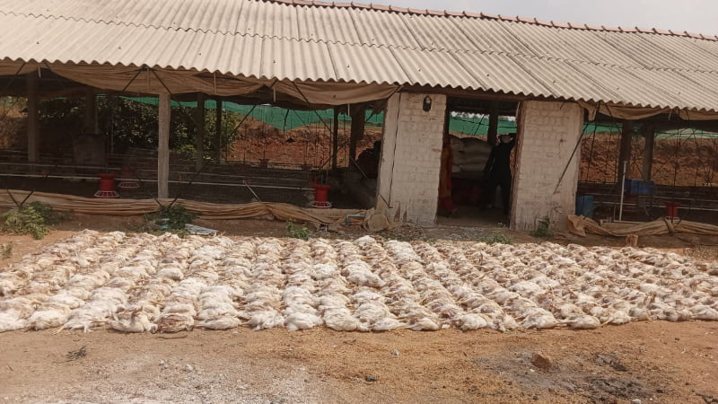 കൊടുംചൂട്; രണ്ടായിരത്തോളം കോഴികൾ ചത്തു