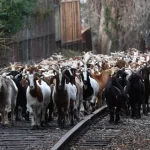 ട്രെയിന്‍ ഇടിച്ച് 46 ആടുകൾ ചത്തു