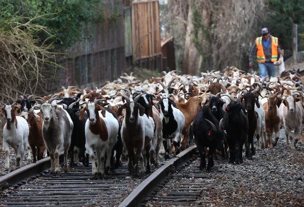 ട്രെയിന്‍ ഇടിച്ച് 46 ആടുകൾ ചത്തു