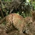 പാലക്കാട് മയക്കുവെടിവെച്ച് പിടികൂടിയ പുലി ചത്തു