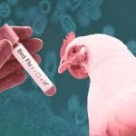 പക്ഷിപ്പനി ബാധിച്ചുള്ള ലോകത്തെ ആദ്യ മനുഷ്യ മരണം മെക്‌സിക്കോയിൽ; സ്ഥിരീകരിച്ച് ലോകാരോഗ്യ സംഘടന