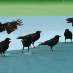 ചേർത്തലയിൽ കാക്കകളിൽ പക്ഷിപ്പനി സ്ഥിരീകരിച്ചു