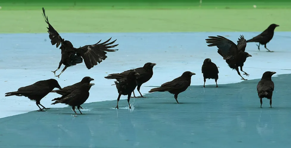 ചേർത്തലയിൽ കാക്കകളിൽ പക്ഷിപ്പനി സ്ഥിരീകരിച്ചു