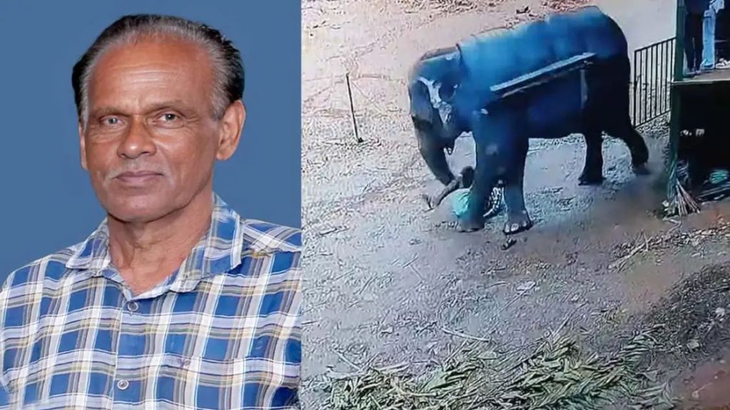 തളയ്ക്കുന്നതിനിടെ ആനയുടെ ചവിട്ടേറ്റ് പാപ്പാൻ മരിച്ചു