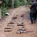 ചിക്കമഗളുരുവിൽ 30 കുരങ്ങന്മാരെ ചത്ത നിലയിൽ കണ്ടെത്തി