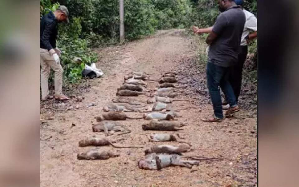 ചിക്കമഗളുരുവിൽ 30 കുരങ്ങന്മാരെ ചത്ത നിലയിൽ കണ്ടെത്തി