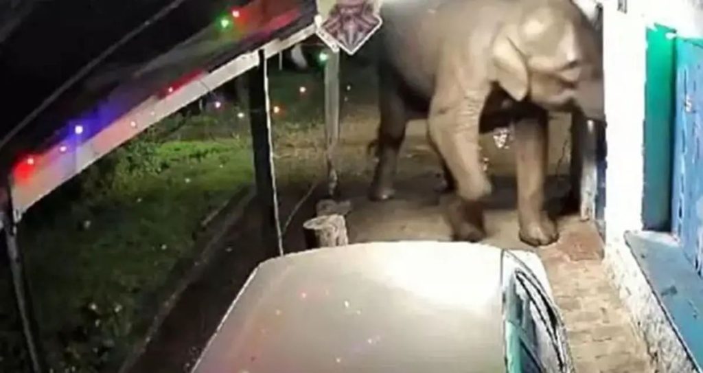 മൂന്നാറില്‍ ആനക്കൂട്ടം പലചരക്ക് കട തകര്‍ത്തു