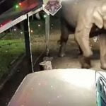 മൂന്നാറില്‍ ആനക്കൂട്ടം പലചരക്ക് കട തകര്‍ത്തു