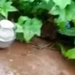 കണ്ണൂരിൽ വീണ്ടും സ്റ്റീൽ ബോംബ് കണ്ടെത്തി