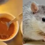 ഹോട്ടലില്‍ വിളമ്പിയ സാമ്പാറില്‍ ചത്ത എലി; പരാതിയുമായി ഉപഭോക്താവ്