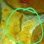 കോളേജ് കാന്റീനിലെ ഭക്ഷണത്തില്‍ ചത്ത പാമ്പ്; പരാതിയുമായി വിദ്യാര്‍ഥികള്‍