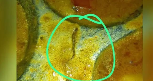 കോളേജ് കാന്റീനിലെ ഭക്ഷണത്തില്‍ ചത്ത പാമ്പ്; പരാതിയുമായി വിദ്യാര്‍ഥികള്‍