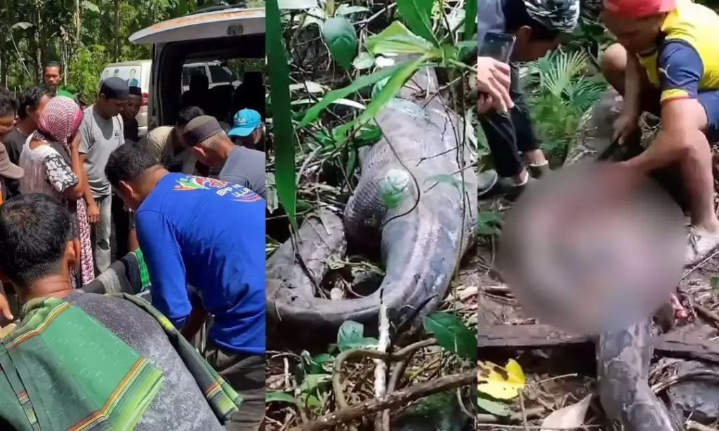 യുവതിയെ കാണാതായത് മൂന്ന് ദിവസങ്ങള്‍ക്ക് മുമ്പ്; അന്വേഷണത്തില്‍ കണ്ടെത്തിയത് പെരുമ്പാമ്പിന്റെ വയറ്റില്‍