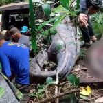 യുവതിയെ കാണാതായത് മൂന്ന് ദിവസങ്ങള്‍ക്ക് മുമ്പ്; അന്വേഷണത്തില്‍ കണ്ടെത്തിയത് പെരുമ്പാമ്പിന്റെ വയറ്റില്‍