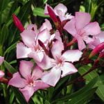 അരളിപ്പൂവ് കഴിച്ചതായി സംശയം; രണ്ട് സ്‌കൂള്‍ വിദ്യാര്‍ഥിനികളെ ആശുപത്രിയിൽ പ്രവേശിപ്പിച്ചു