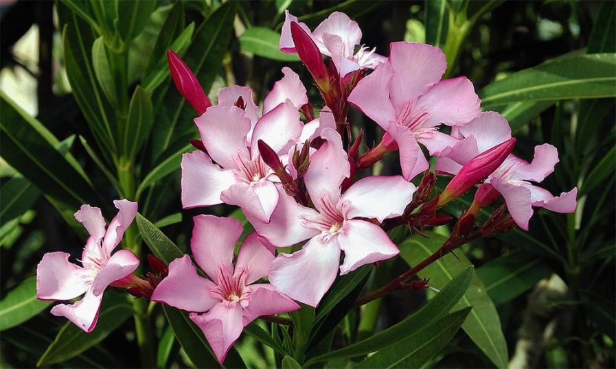 അരളിപ്പൂവ് കഴിച്ചതായി സംശയം; രണ്ട് സ്‌കൂള്‍ വിദ്യാര്‍ഥിനികളെ ആശുപത്രിയിൽ പ്രവേശിപ്പിച്ചു