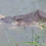 ഭാരതപ്പുഴയില് കന്നുകാലികള് കൂട്ടത്തോടെ ചത്തുപൊങ്ങി