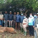 നാഗർഹോളെ ടൈഗർ റിസർവിന് സമീപം കടുവയുടെ ജഡം കണ്ടെത്തി