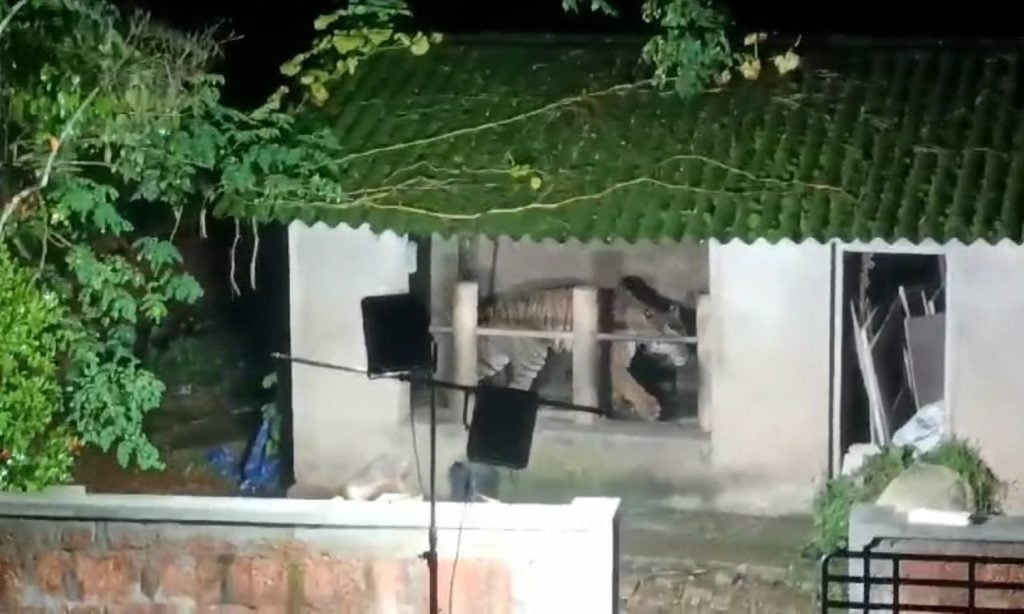 കേണിച്ചിറയില്‍ ഭീതി പരത്തിയ കടുവ വനംവകുപ്പ് സ്ഥാപിച്ച കൂട്ടിലായി