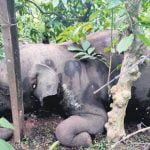 കുടകിൽ രണ്ടുകാട്ടാനകളെ ചരിഞ്ഞനിലയിൽ കണ്ടെത്തി