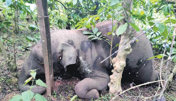 കുടകിൽ രണ്ടുകാട്ടാനകളെ ചരിഞ്ഞനിലയിൽ കണ്ടെത്തി