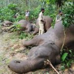 ആനകൾ വൈദ്യുതാഘാതമേറ്റ് ചെരിഞ്ഞ സംഭവം; സ്വമേധയാ കേസെടുത്ത് കർണാടക ഹൈക്കോടതി