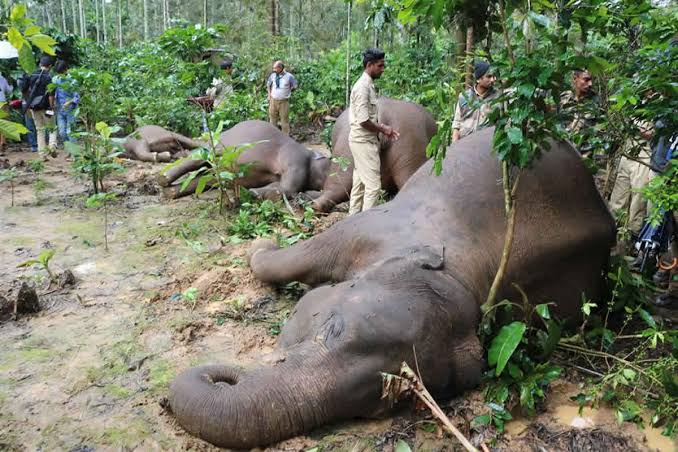 ആനകൾ വൈദ്യുതാഘാതമേറ്റ് ചെരിഞ്ഞ സംഭവം; സ്വമേധയാ കേസെടുത്ത് കർണാടക ഹൈക്കോടതി