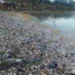 തടാകങ്ങളിൽ മത്സ്യങ്ങൾ കൂട്ടത്തോടെ ചത്തുപൊങ്ങിയ സംഭവം; ബിബിഎംപിക്ക് നോട്ടീസ് അയച്ച് ഹരിത ട്രൈബ്യുണൽ