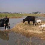 കന്നുകാലികളെ തടാകങ്ങളിലേക്ക് പ്രവേശിപ്പിക്കുന്നവർക്കെതിരെ നടപടി
