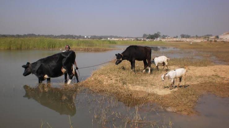 കന്നുകാലികളെ തടാകങ്ങളിലേക്ക് പ്രവേശിപ്പിക്കുന്നവർക്കെതിരെ നടപടി