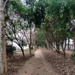 ബെംഗളൂരുവിൽ ആകെ 94,000 മരങ്ങൾ ഉണ്ടെന്ന് സർവേ റിപ്പോർട്ട്‌