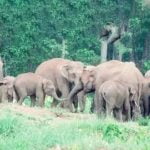 കാട്ടാനയുടെ ആക്രമണത്തിൽ വയോധികക്ക് ദാരുണാന്ത്യം