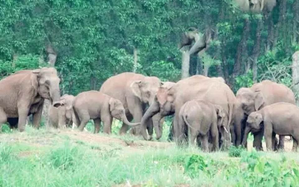 കാട്ടാനയുടെ ആക്രമണത്തിൽ വയോധികക്ക് ദാരുണാന്ത്യം