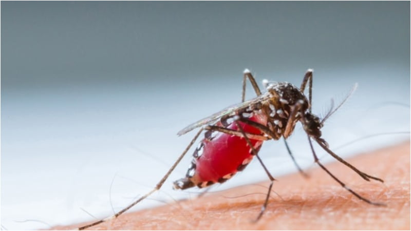 സിക്ക വൈറസ്; പ്രതിരോധ നടപടികൾ സ്വീകരിക്കുമെന്ന് ആരോഗ്യ വകുപ്പ്