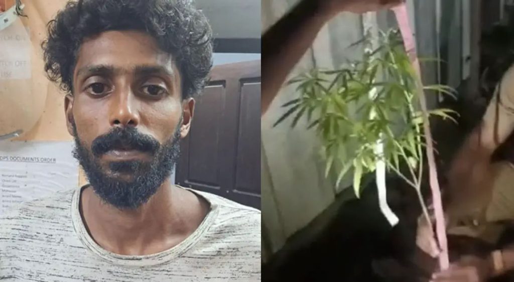 വീട്ടുമുറ്റത്ത് കഞ്ചാവ് കൃഷി; യുവാവ് അറസ്റ്റില്‍