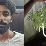 വീട്ടുമുറ്റത്ത് കഞ്ചാവ് കൃഷി; യുവാവ് അറസ്റ്റില്