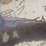 വിമാനത്തിന്റെ ചിറകില്‍ തേനീച്ചക്കൂട്ടം; വലഞ്ഞ് യാത്രക്കാര്‍