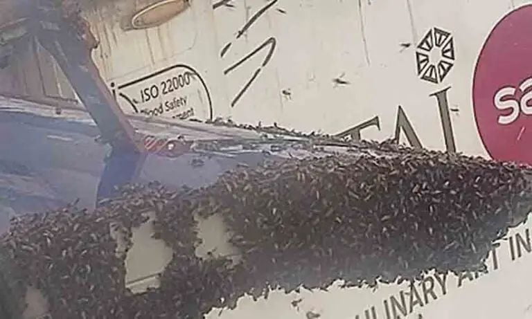 വിമാനത്തിന്റെ ചിറകില്‍ തേനീച്ചക്കൂട്ടം; വലഞ്ഞ് യാത്രക്കാര്‍