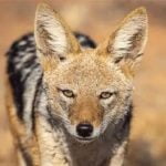 കുറുനരിയുടെ കടിയേറ്റ് നാലുപേര്‍ക്ക് ഗുരുതര പരുക്ക്