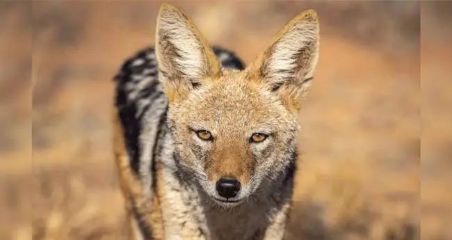 കുറുനരിയുടെ കടിയേറ്റ് നാലുപേര്‍ക്ക് ഗുരുതര പരുക്ക്