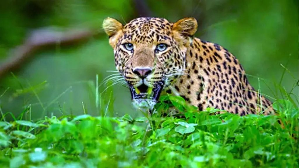 മനുഷ്യനെ ആക്രമിച്ച നരഭോജി പുലി ചത്ത നിലയില്‍