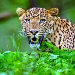 ചാലക്കുടിയിൽ പുലി വളര്‍ത്തുനായയെ ആക്രമിച്ചു