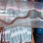 മകളുമായി സര്‍ക്കാര്‍ ആശുപത്രിയിലെത്തിയ അമ്മയ്ക്ക് പാമ്പുകടിയേറ്റു