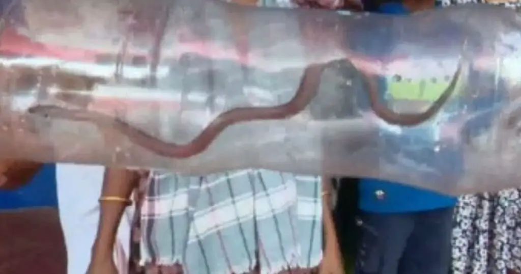 മകളുമായി സര്‍ക്കാര്‍ ആശുപത്രിയിലെത്തിയ അമ്മയ്ക്ക് പാമ്പുകടിയേറ്റു